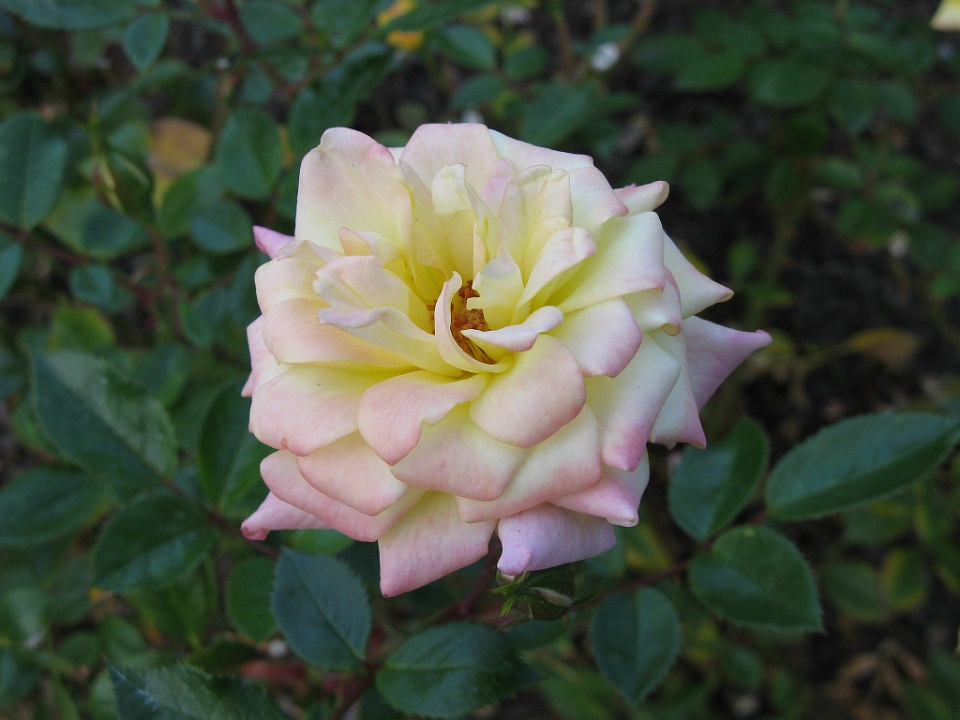 Kos Yellow Rose 2